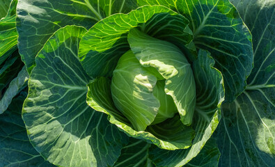 Obraz premium cabbage field green farm greenhouse background leaves head sun day