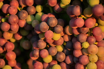 pink grapes on the vine