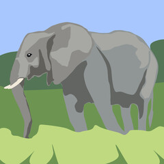 Elephant