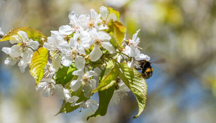 Closeup of a Bee on a Blossom in Springtime