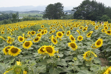 Obraz premium SONY DSC