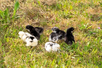 group of chicks in the grass