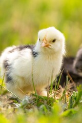 group of chicks in the grass