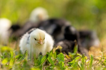 group of chicks in the grass