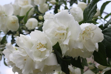 
White delicate flowers bloomed on jasmine bushes in the summer garden