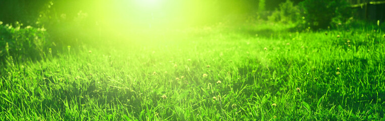 Fototapeta na wymiar Creative nature banner with grass on field and sun rays, toned in green color. Beautiful sunset in summer. Abstract texture