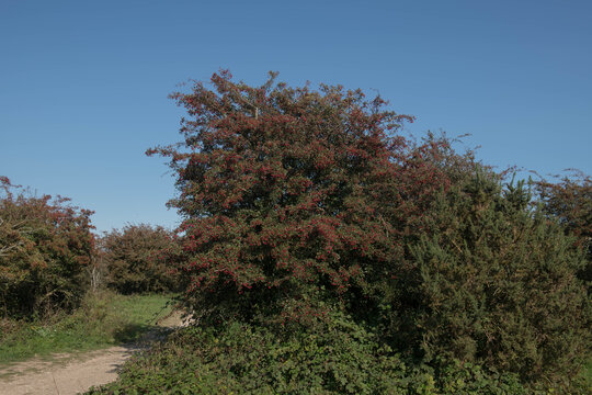 Autumnal Red Berries of a Common Hawthorn Tree (Crataegus monogyna) Growing on the Chalk Grassland of Devil's Dyke on the South Downs in West Sussex, England, UK