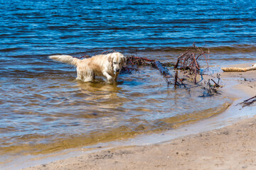 White Golden Retriever Hunting for Fish in a Bay