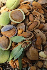 almond harvest time - broken almonds