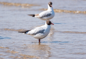 Black Headed Seagull on the Baltic Sea Coast