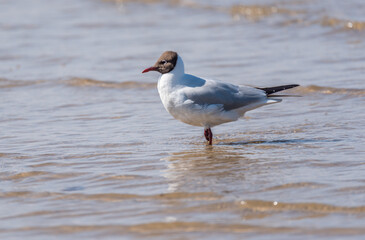 Black Headed Seagull on the Baltic Sea Coast