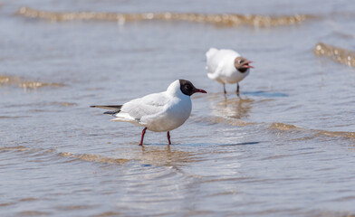 Black Headed Seagull on the Baltic Sea Coast