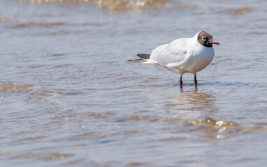 Black Headed Seagull on the Baltic Sea Coast