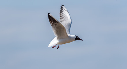 Black Headed Seagull on the Baltic Sea Coast