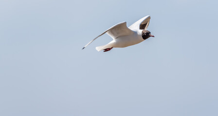 Black Headed Seagull on the Baltic Sea Coast