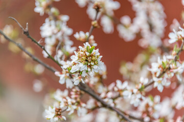 White Spring Fruit Tree Blossoms