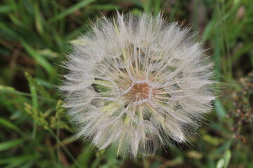 
Fluffy dandelion growing in the meadow