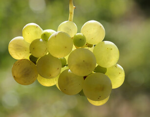 Ripe natural white grapes in autumn