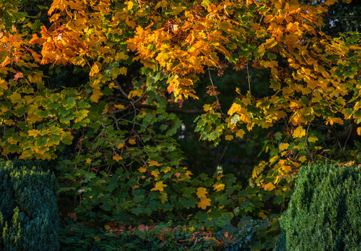 Vibrant autumn leaves on a large tree reflecting sunlight,Hampshire,United Kingdom.