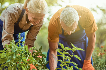 Fototapeta premium Middle aged caucasian couple looking at plants in garden