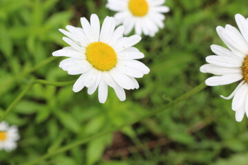 Fototapeta premium Modest daisies bloom in the summer garden