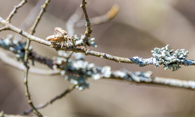Closeup of a Beetle on a Twig