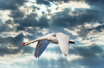 Swan Flying in a Cloudy Sky