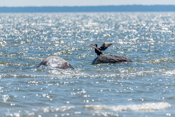 Great Black Cormorant on a Rock on the Baltic Sea Coast