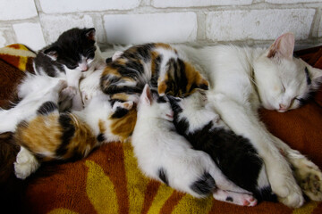 Mother cat with her kittens on a bed
