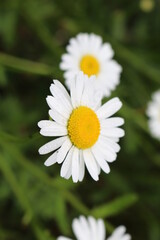 
Modest daisies bloom in the summer garden