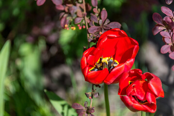 Obraz na płótnie Canvas Red Tulip in a Garden in Spring