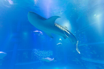 海遊館のジンベエザメ