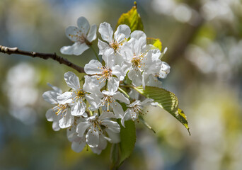 Closeup of a small White Wildflower in Spring