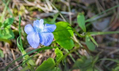 Closeup of a small Blue Wildflower in Spring
