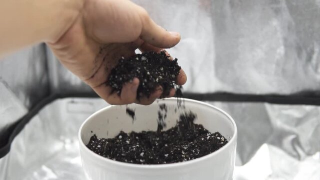 Pot with soil for growing cannabis. A mixture of earth, perlite and vermiculite. Close up Substrate for marijuana. The concept of growing medical cannabis in the doore indoor.