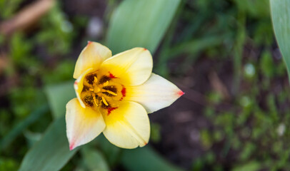 Daffodils in Spring in a Garden