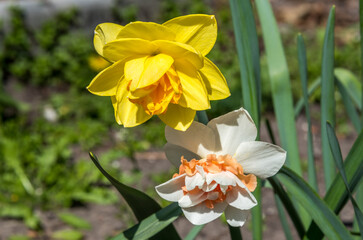 Daffodils in Spring in a Garden