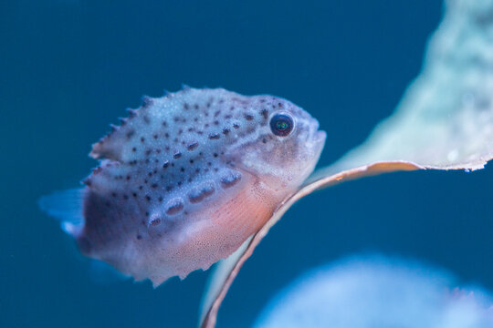 ランプフィッシュの赤ちゃん