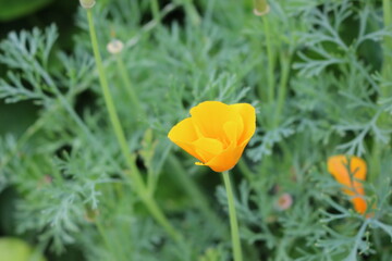 
Bright yellow flowers of Escholzia california bloom in the summer garden