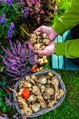 Freshly dug Jerusalem artichoke tubers held in hands.
