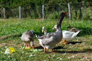 group of ganders and ducks