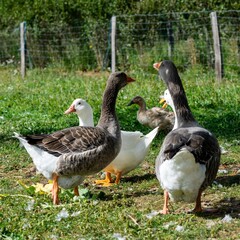 group of ganders and ducks