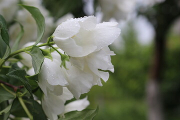 
White delicate flowers bloomed on jasmine bushes in the summer garden
