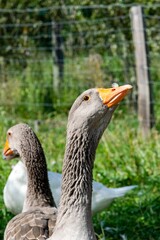 portrait of gander