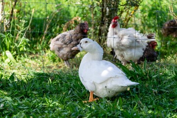 duck and chicken in the grass