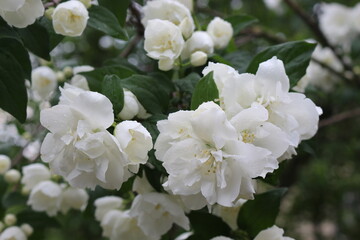 
White delicate flowers bloomed on jasmine bushes in the summer garden