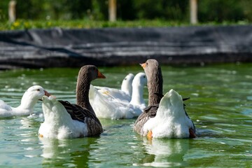 group of ganders and ducks on the water