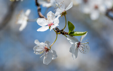 White Plum Tree Blossoms in Spring