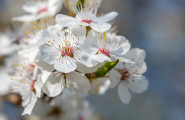 White Plum Tree Blossoms in Spring
