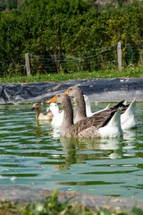 Obraz premium group of ganders and ducks on the water